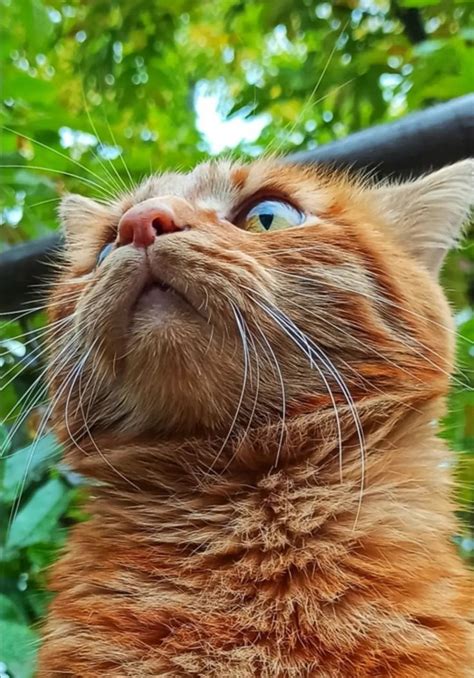 An Orange Cat Looking Up Into The Sky