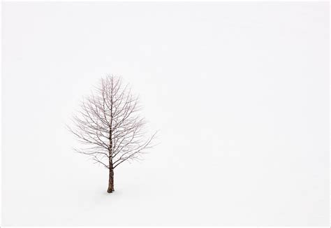 Minimalist Tree — Howard Grill Photography