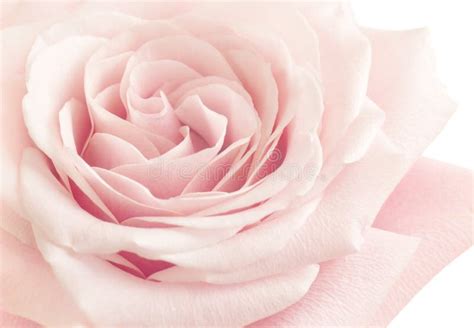 Light Pink Rose Flower Stock Image Image Of Roses Rose 66940607