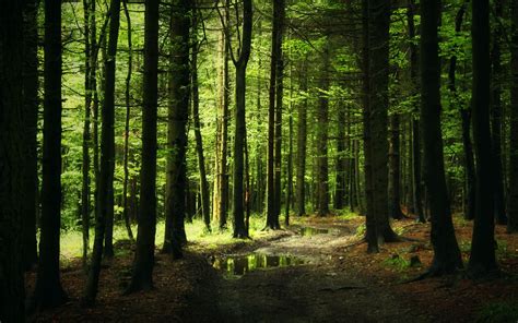 Earth Forest Wallpaper Abyss Forest Trail Tree Forest Forest