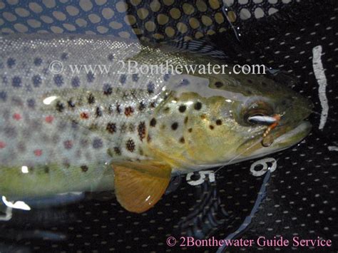 2bonthewater Guide Service Reports December 22 2010 Fished Antietam