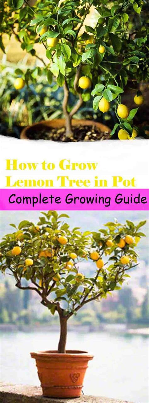 How To Grow A Healthiest Lemon Tree In Pot Potted Trees How To Grow