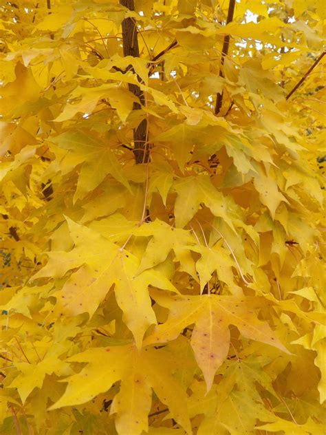 Maple Tree With Yellow Leaves In Fall Lakenya South