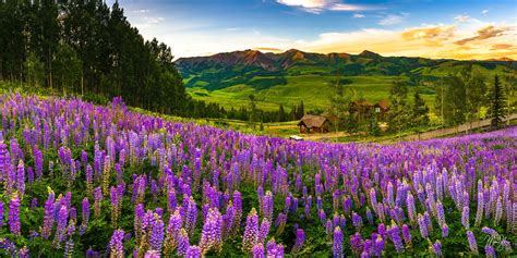 Crested Butte Wildflower Sunset Crested Butte Colorado Mickey