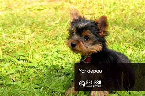 yorkie poo complete breed analysis price care cost