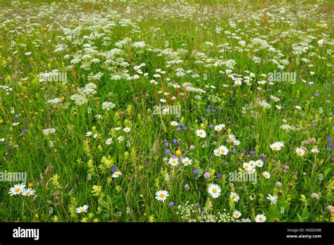 Alpine Flower Meadow Switzerland Stock Photo Alamy