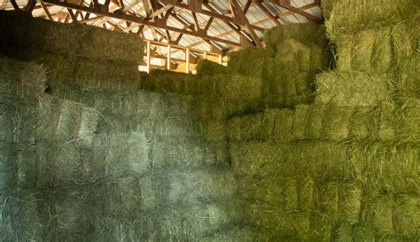 How Long Is A Square Bale Of Hay Eura Grissom