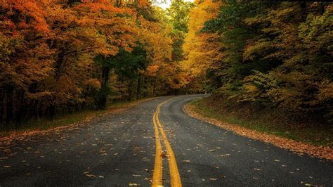 Forest Road Wallpapers Wallpaper Cave