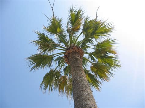 Exotic Palm Tree Free Photo Download Freeimages