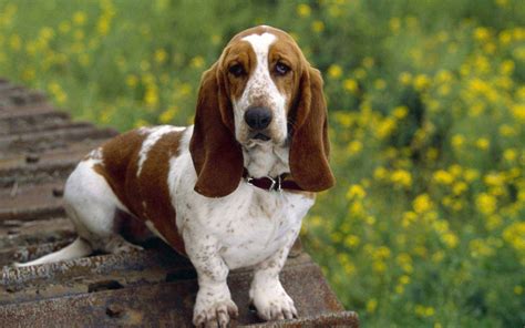 Basset Hound Dog Breed Information Pictures And More