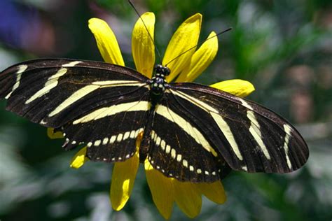 10 Black And Dark Colored Butterflies An Identification Guide Owlcation