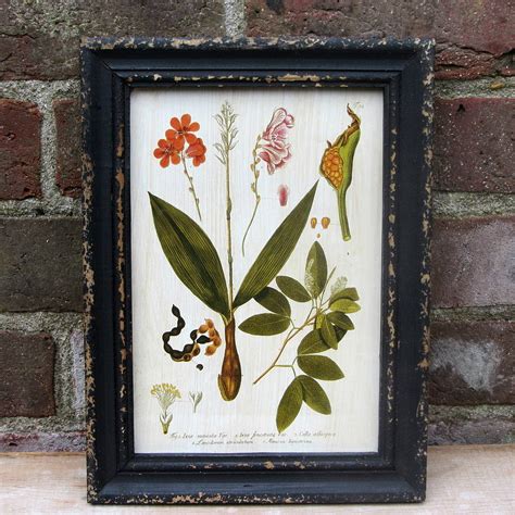 Framed Botanical Print By Horsfall And Wright