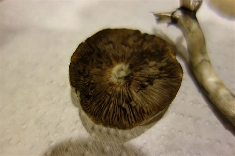 Id Help Panaeolus Cyanescens Or Psilocybe Cubensis Mushroom
