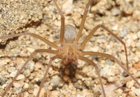 Desert Recluse From Inyo California United States On May 27 2022 At