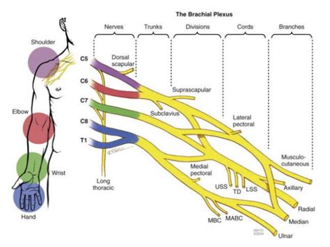 Brachial Plexus And Limb Paralysis Center Orthocarolina Media