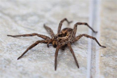 Venomous Spiders Of Texas Spider Control And Prevention