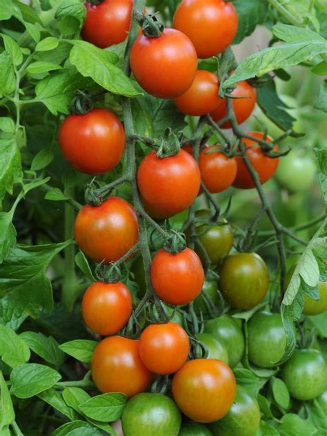 Tomato Varieties For Northeast Gardens Hgtv