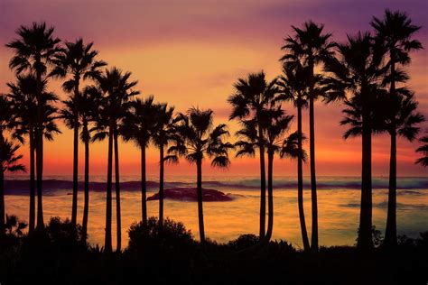 Palm Tree Sunset Laguna Beach Chris Fabregas Fine Art