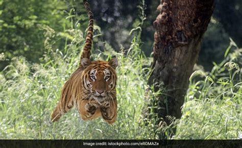 Ndtv On Twitter Rt Ndtvfeed Tiger Attacks Photographer Enters Hut