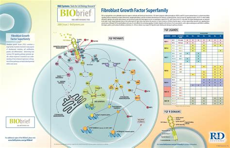 Fibroblast Growth Factor Superfamily R D Systems