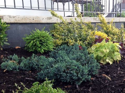 More images for mixing shrubs and perennials » The importance of evergreen shrubs in your mixed border ...
