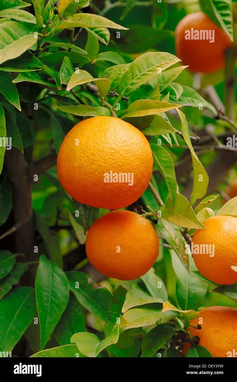 Citrus Sinensis High Resolution Stock Photography And Images Alamy