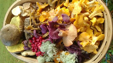 Foraging in november and december: Galloway Wild Foods - Foraging in Scotland's bountiful ...