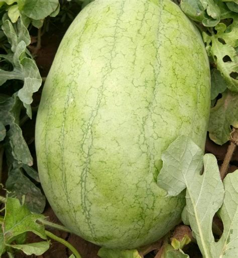 Extra Large New Red Treasure Light Green Oblong Watermelon Seeds