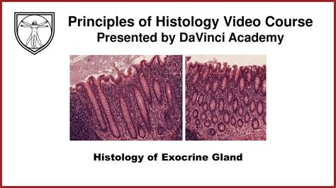 Histology Of Exocrine Gland Epithelium 7 Of 7 Youtube