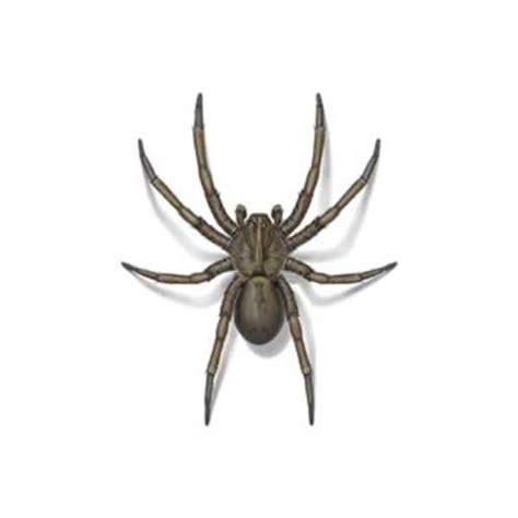 Common Spiders In Los Angeles Ca Isotech Pest Management