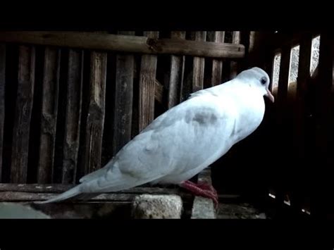 Antara burung derkuku/tekukur jantan dan betina memiliki penampilan fisik dan warna bulu yang tampak serupa sehingga agak susah untuk membedakan jenis kelaminnya. Fantastis 24+ Gambar Burung Derkuku Jantan Dan Betina ...