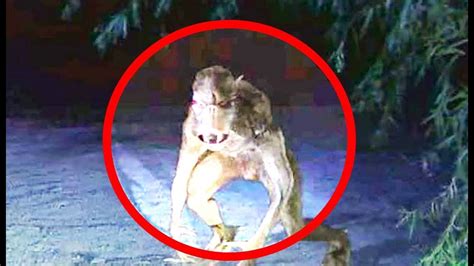 5 Werewolves Caught On Camera And Spotted In Real Life Real Werewolf
