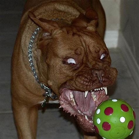 Worlds Scariest Dog