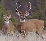 Alabama Hunting Outfitters Whitetail Deer Images