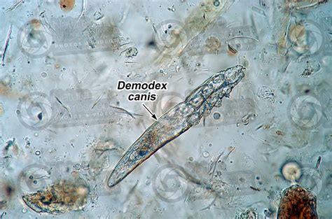Demodex Canis Demodectic Mange 100x Arachnida Arachnids
