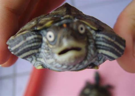 Let S Celebrate Ninja Day By Posting Pics Of Turtles And Tortoises