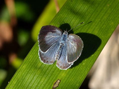 Holly Blue Durlston Dorset Butterflies