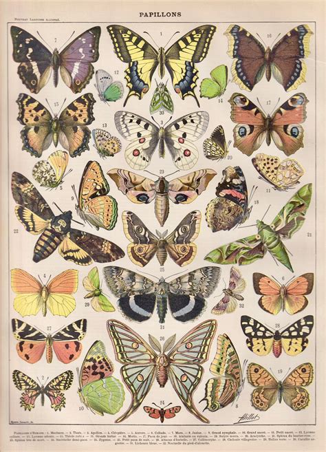 French Antique Les Papillons Planche Illustrée Originale Etsy Butterfly Illustration