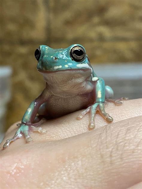 The litoria caerulea is on the iucn red list for endangered species as least concern (lc). Best White Tree Frog Enclosure | Whites tree frog, Tree ...