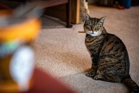 What Do I Do With A Pregnant Stray Cat Rehome By Adopt A