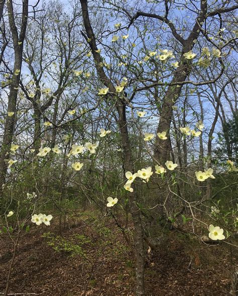 Dogwood Bloom Watch