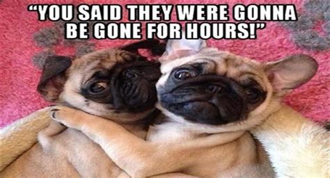 Funny Animal Pictures Of The Day 22 Pics
