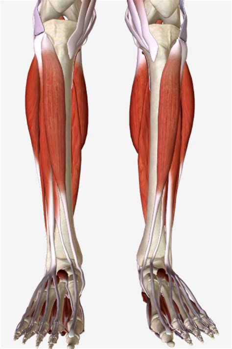 Anterior View Of Lower Leg Muscles Diagram Quizlet
