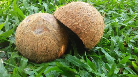 Coconut Shell 2 Pieces 100 Natural Coconut Shell Etsy