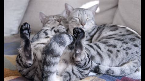 The Many Reasons Why Your Bengal Cat May Be Chirping Catsinfo