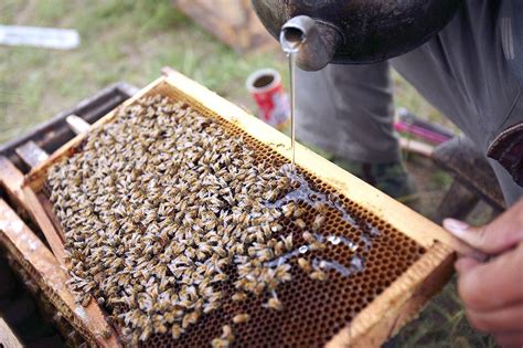 How When And Why To Feed Your Honeybees