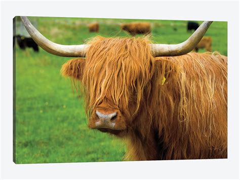 Scottish Highland Cattle I Canvas Art By Alan Majchrowicz