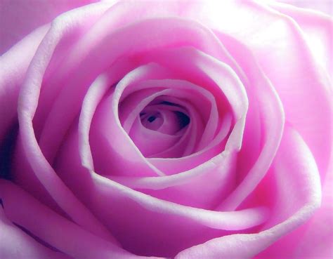 Soft Pink Rose 5 Photograph By Johanna Hurmerinta Fine Art America