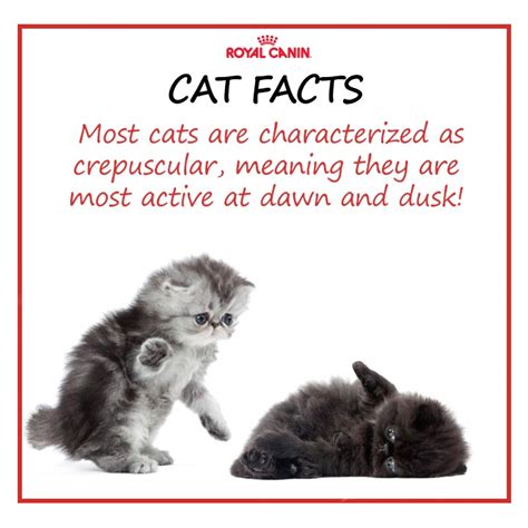 Cat Facts Did You Know Pet Knowledge Pinterest Cat Animal