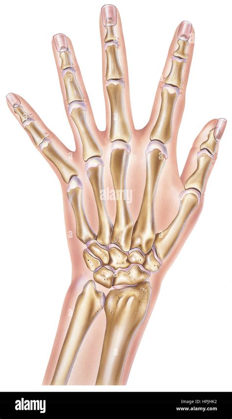 Mano Humana Normal Mostrando Los Huesos Y Articulaciones Fotografía